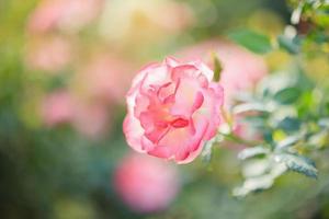 Beautiful pink roses flower in the garden photo