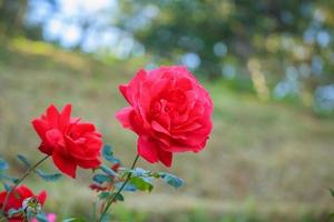 Beautiful red roses flower in the garden photo