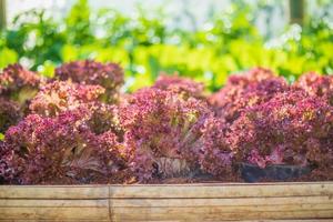 Fresh Lollo Rossa red leaves lettuce salad plant in organic farm photo