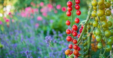 Fresh red ripe tomatoes hanging on the vine plant growing in organic garden photo