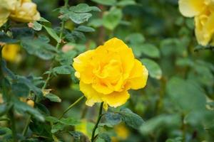 Beautiful yellow roses flower in the garden photo