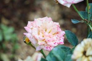 Beautiful roses flower in the garden photo