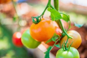 Fresh red ripe tomatoes hanging on the vine plant growing in organic garden photo