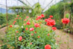 Abstract blur beautiful roses in flower garden background photo