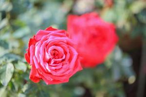 Beautiful red roses flower in the garden photo