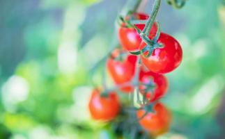 tomates maduros rojos frescos colgando de la planta de vid que crece en el jardín de invernadero foto