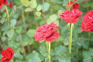 hermosa flor de rosas rojas en el jardín foto