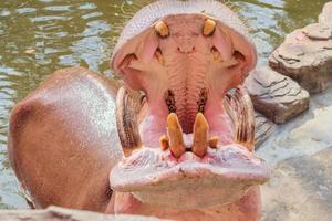 common hippopotamus Hippopotamus amphibius close up photo