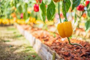 Yellow bell pepper plant growing in organic garden photo