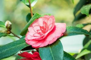 hermosa flor de camelia rosa con hojas verdes en el jardín foto