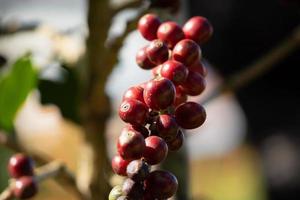 Fresh coffee beans on tree branches photo