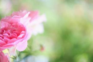 hermosa flor de rosas rosadas en el jardín foto