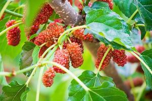 frutos rojos maduros de morera en la rama de un árbol foto