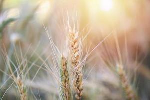 Barley wheat field nature background photo