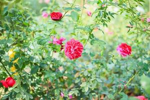 Beautiful red roses flower in the garden photo