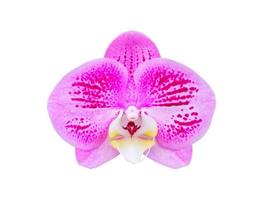 hermosa flor de orquídea phalaenopsis aislada sobre fondo blanco foto