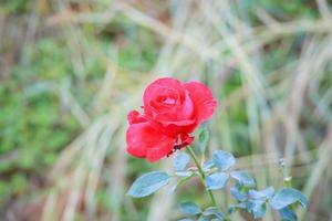 hermosa flor de rosas rojas en el jardín foto