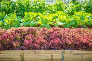 Fresh Lollo Rossa red leaves lettuce salad plant in organic farm photo