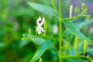 Andrographis paniculata fresh Thai herbal medicine herbs organic plant leaves and flower, closeup photo