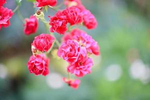 Beautiful red roses flower in the garden photo