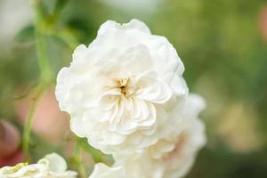 hermosa flor de rosas blancas en el jardín foto