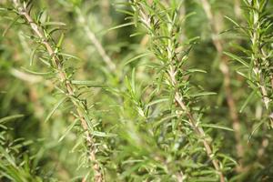 Rosemary plant herb in the garden photo