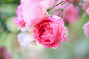 Beautiful pink roses flower in the garden photo