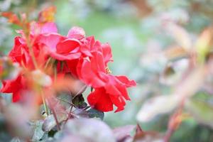 Beautiful red roses flower in the garden photo