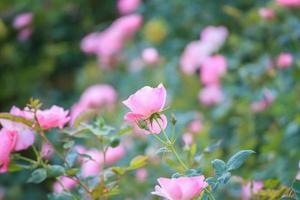 hermosa flor de rosas rosadas en el jardín foto