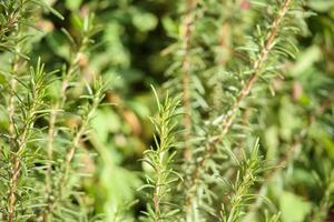 Rosemary plant herb in the garden photo