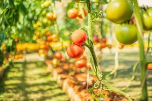 Fresh red ripe tomatoes hanging on the vine plant growing in organic garden photo