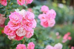 Beautiful pink roses flower in the garden photo