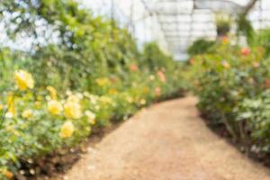 Abstract blur beautiful roses in flower garden background photo