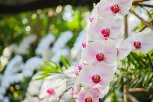 Beautiful Phalaenopsis Orchid flower blooming in garden floral background photo