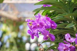 Beautiful vanda orchid flower blooming in garden floral background photo