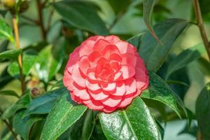 beautiful pink camellia flower with green leaves in the garden photo