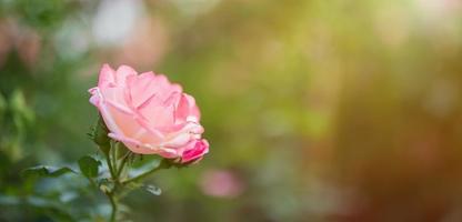 Beautiful colorful pink roses flower in the garden photo