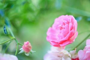 Beautiful pink roses flower in the garden photo