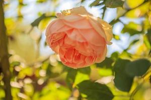 hermosa flor de rosas en el jardín foto