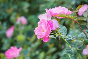 Beautiful pink roses flower in the garden photo