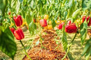 Red bell pepper plant growing in organic garden photo