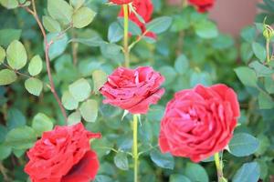 hermosa flor de rosas rojas en el jardín foto