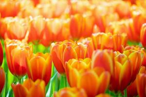 Fresh colorful tulips flower bloom in the garden photo