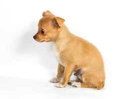 chihuahua puppy view photo