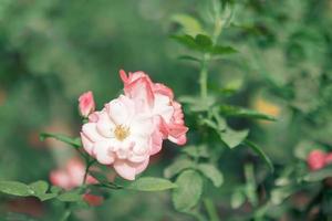 Beautiful pink roses flower in the garden photo