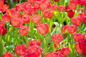 Fresh red tulips flower bloom in the garden photo