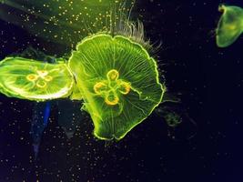 medusas verdes brillantes nadando foto