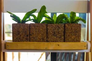 Birds nest fern photo