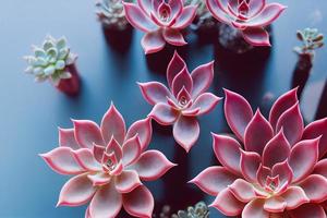 Studio shot of pink colored succulent plants lying photo