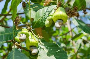 Organic Cashew Fruit Riped on the Cashew Tree in Natural Garden photo